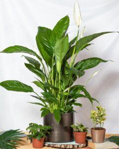 how to care for peace lily plants
